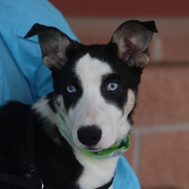 Sky, Adoptable, Young Female Husky & Mixed Breed.