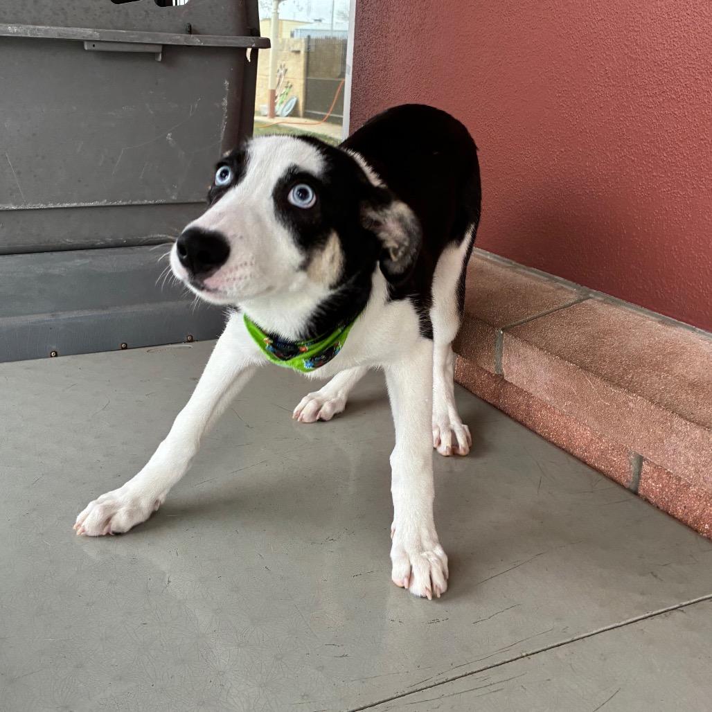 Enlarge Sky, a Adoptable mixed breed in San Antonio, TX image 3/6
