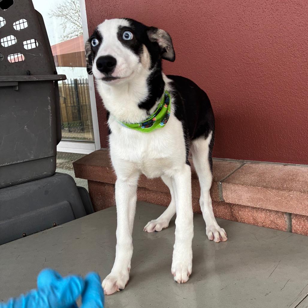 Enlarge Sky, a Adoptable mixed breed in San Antonio, TX image 4/6