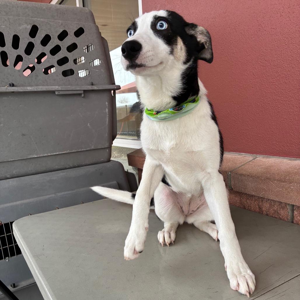 Enlarge Sky, a Adoptable mixed breed in San Antonio, TX image 5/6
