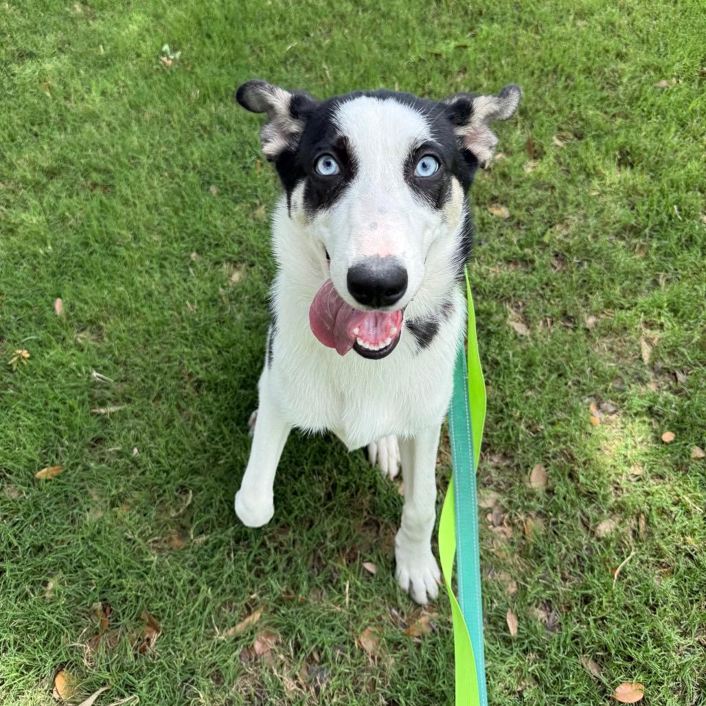 Enlarge Sky, a Adoptable mixed breed in San Antonio, TX image 6/6
