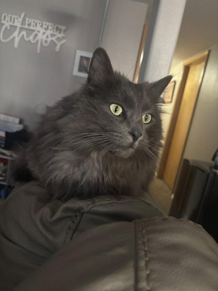 Teddy Cat, Adoptable, Adult Male Domestic Long Hair.