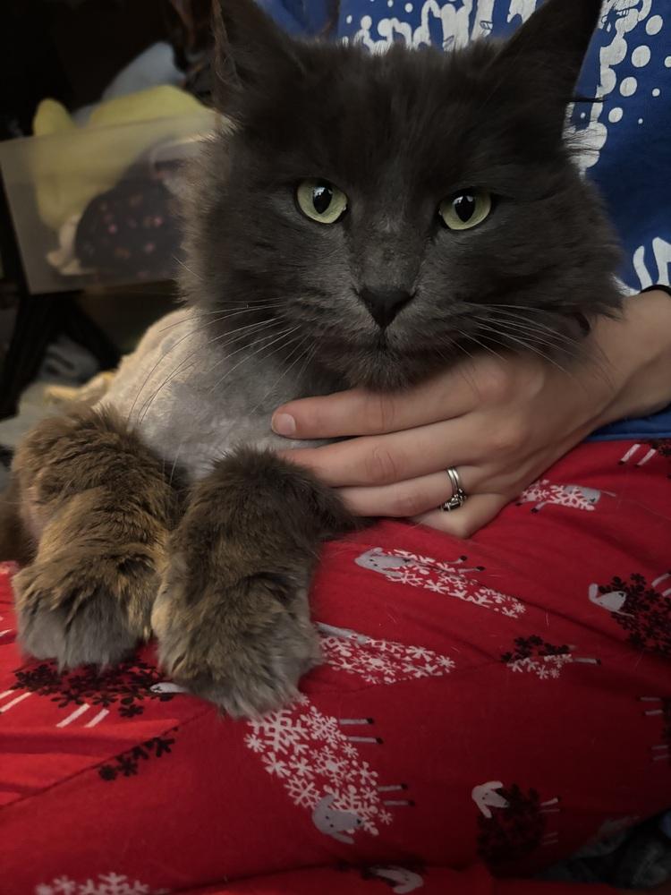 Enlarge Teddy Cat, a Adoptable mixed breed in Colorado Springs, CO image 2/3