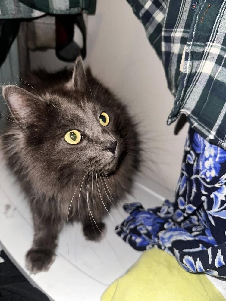 Enlarge Teddy Cat, a Adoptable mixed breed in Colorado Springs, CO image 3/3