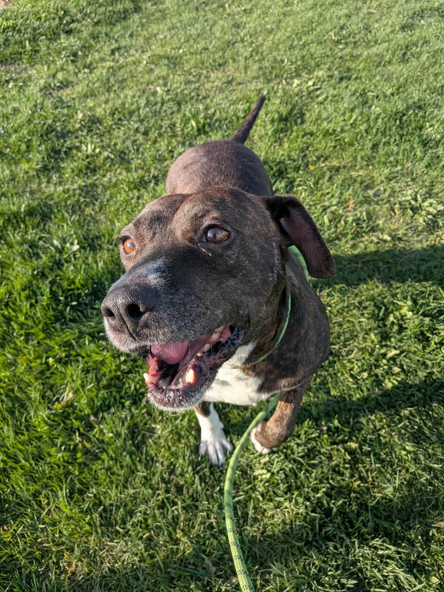 Enlarge Lover, an adoptable Mixed Breed in Vaudreuil-Dorion, QC image 2/3