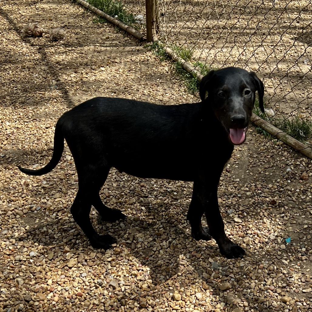 Enlarge Tyler, a Adoptable mixed breed in Birmingham, AL image 1/1