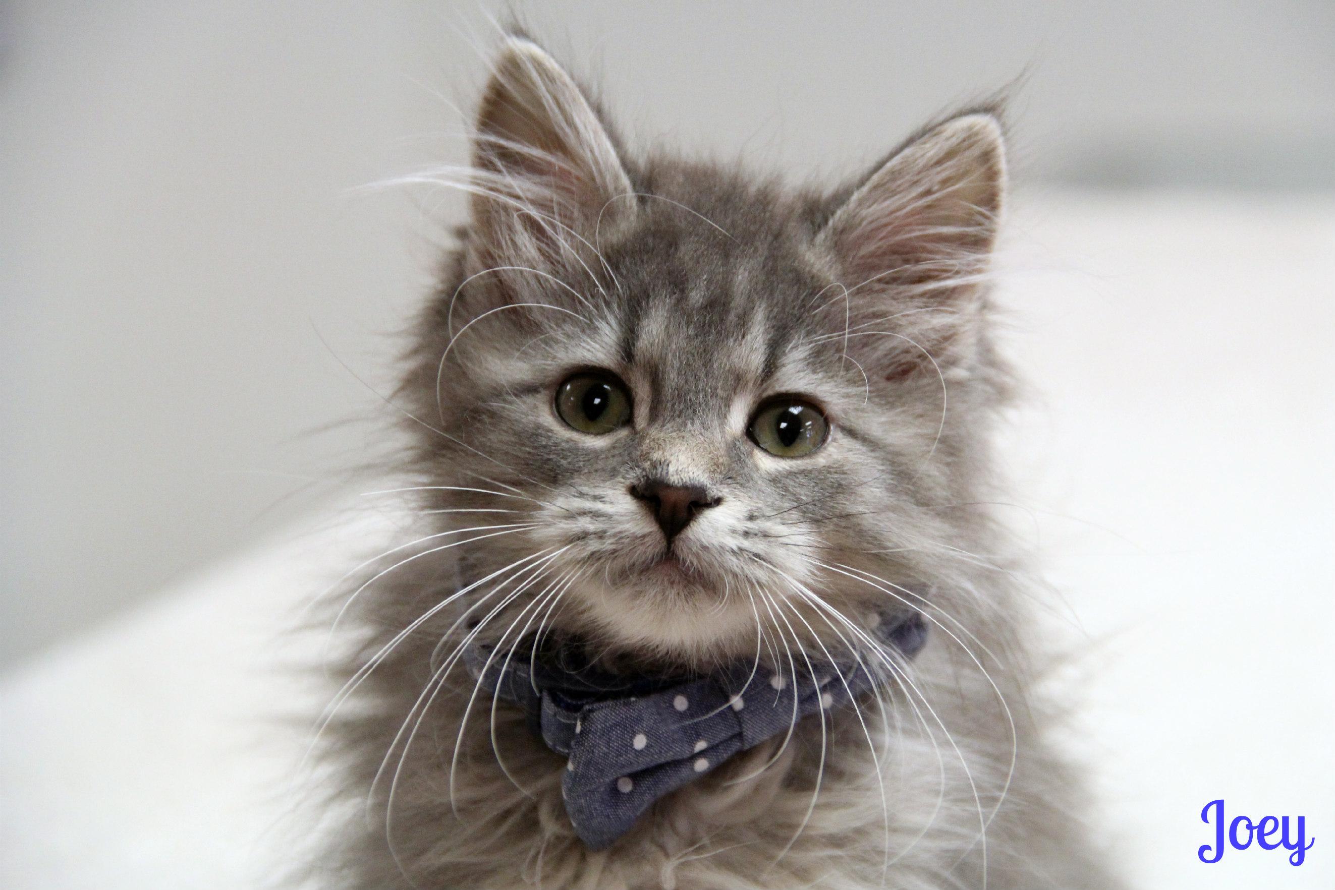 Enlarge Joey , an adopted Domestic Long Hair in Vinton, IA image 1/1
