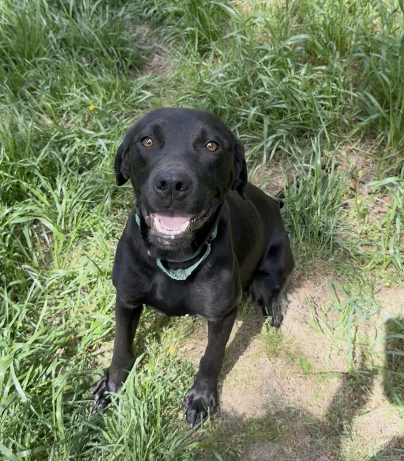 Enlarge Julie, a Adoptable mixed breed in New Rochelle, NY image 4/4