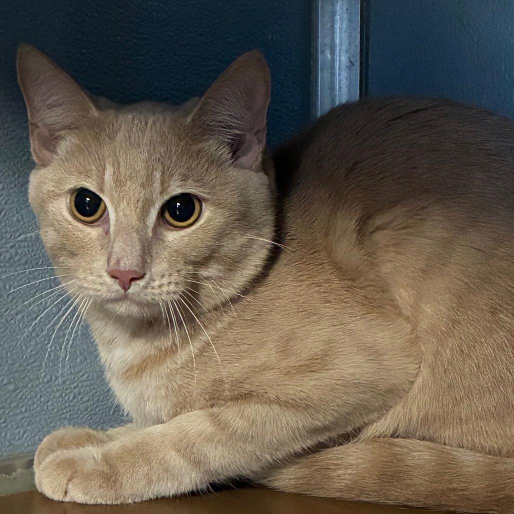 Enlarge Butters, a Adoptable Domestic Long Hair in Uniontown, PA image 1/3