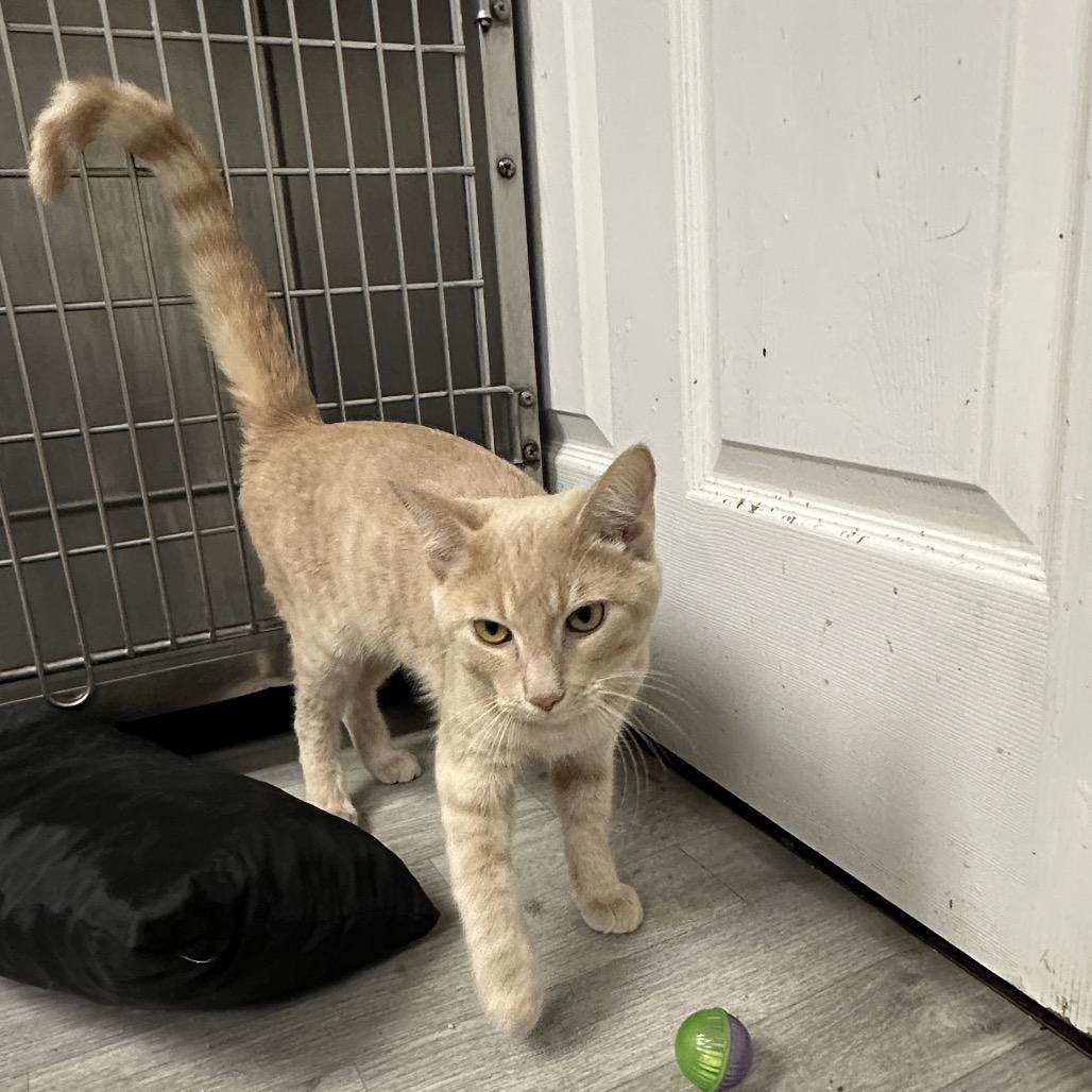 Enlarge Butters, a Adoptable Domestic Long Hair in Uniontown, PA image 2/3