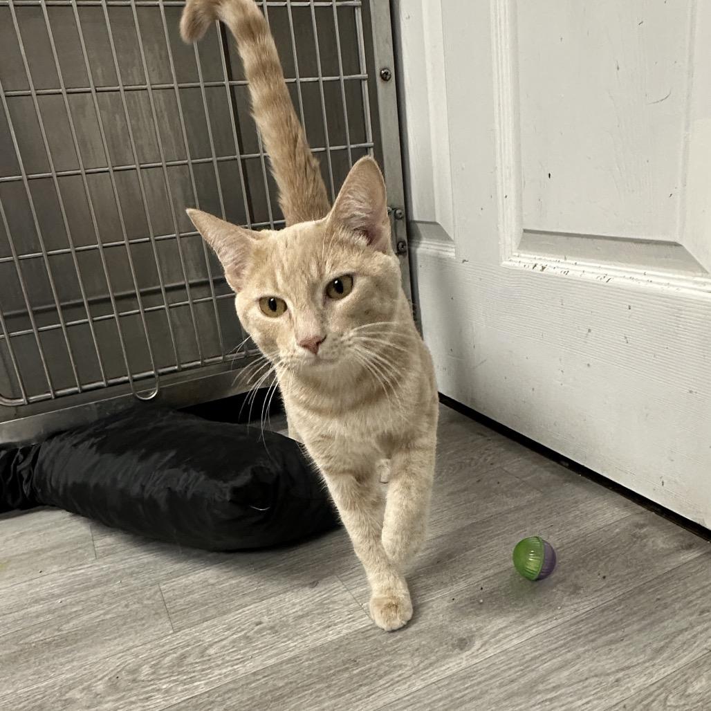 Enlarge Butters, a Adoptable Domestic Long Hair in Uniontown, PA image 3/3