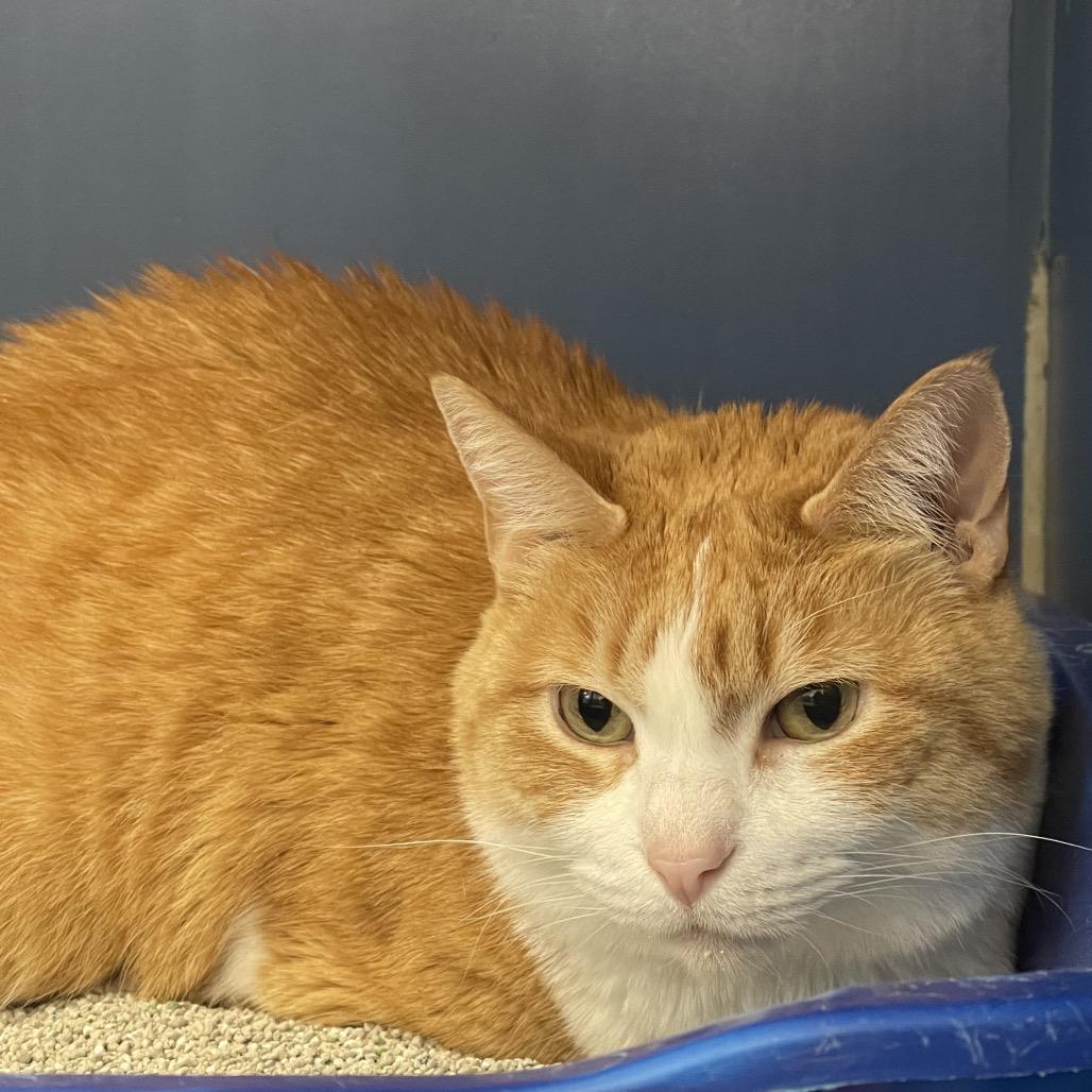 Angel, Adoptable, Adult Female American Shorthair.