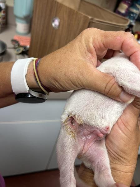 Rocky Road, Adoptable, Puppy Male English Bulldog.