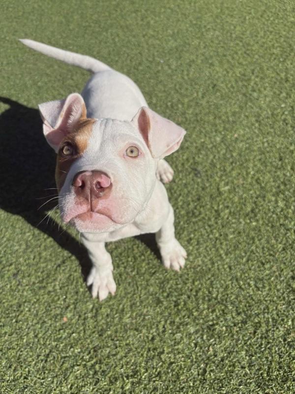 Enlarge Rocky Road, a Adoptable mixed breed in Salisbury, MD image 2/3