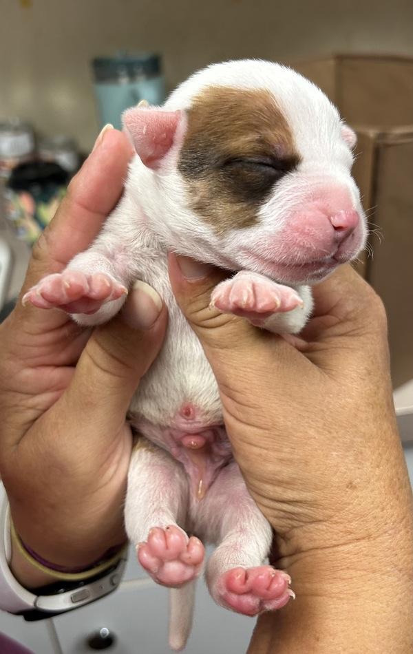 Enlarge Rocky Road, a Adoptable mixed breed in Salisbury, MD image 3/3