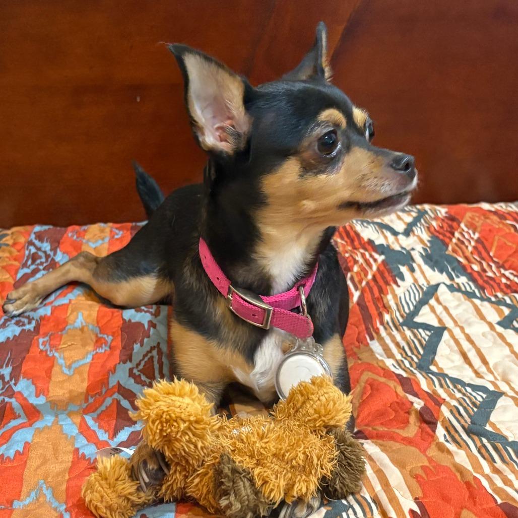 Enlarge Roxie, a Adoptable mixed breed in Las Vegas, NV image 1/5