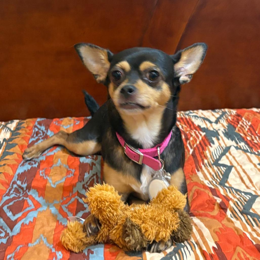 Enlarge Roxie, a Adoptable mixed breed in Las Vegas, NV image 2/5