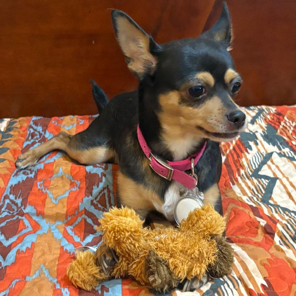 Enlarge Roxie, a Adoptable mixed breed in Las Vegas, NV image 3/5