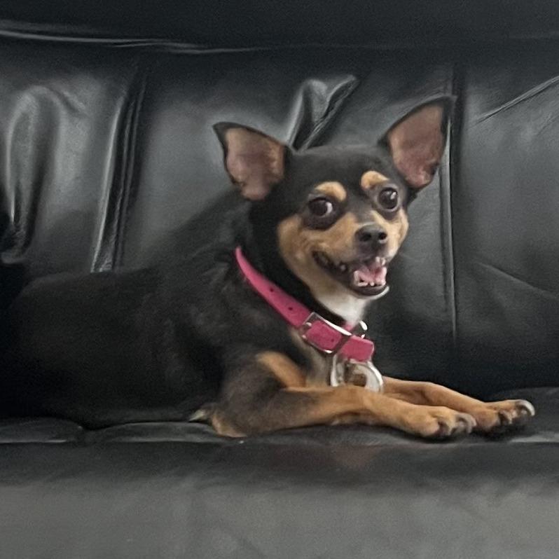 Enlarge Roxie, a Adoptable mixed breed in Las Vegas, NV image 4/5