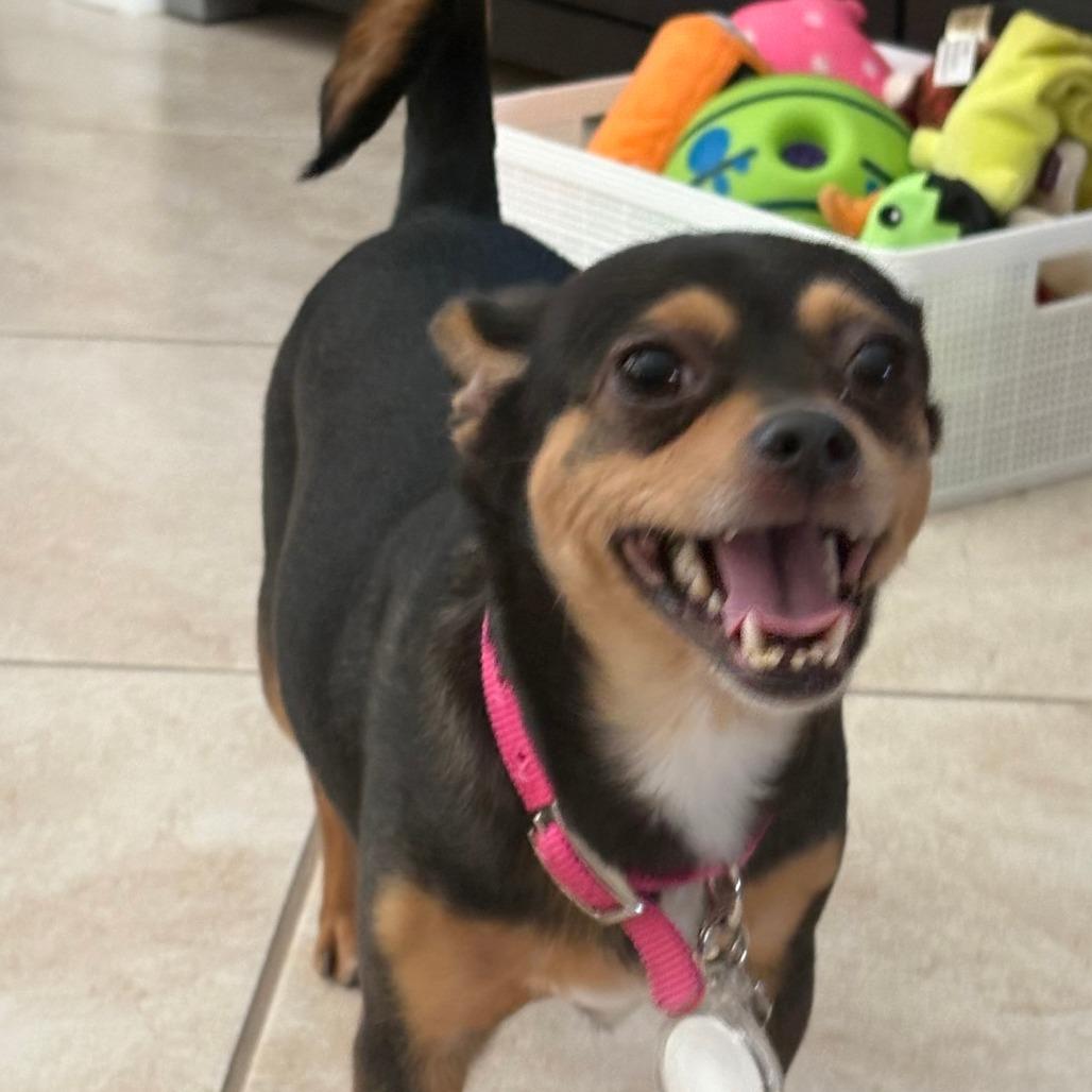 Enlarge Roxie, a Adoptable mixed breed in Las Vegas, NV image 5/5