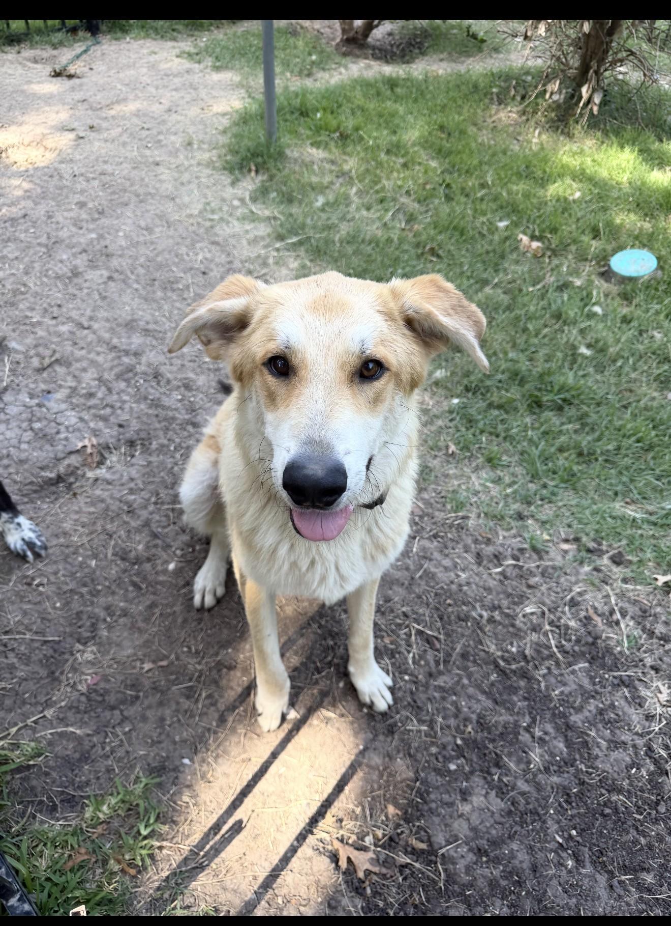 Enlarge Lux, a Adoptable mixed breed in Denton, TX image 2/5