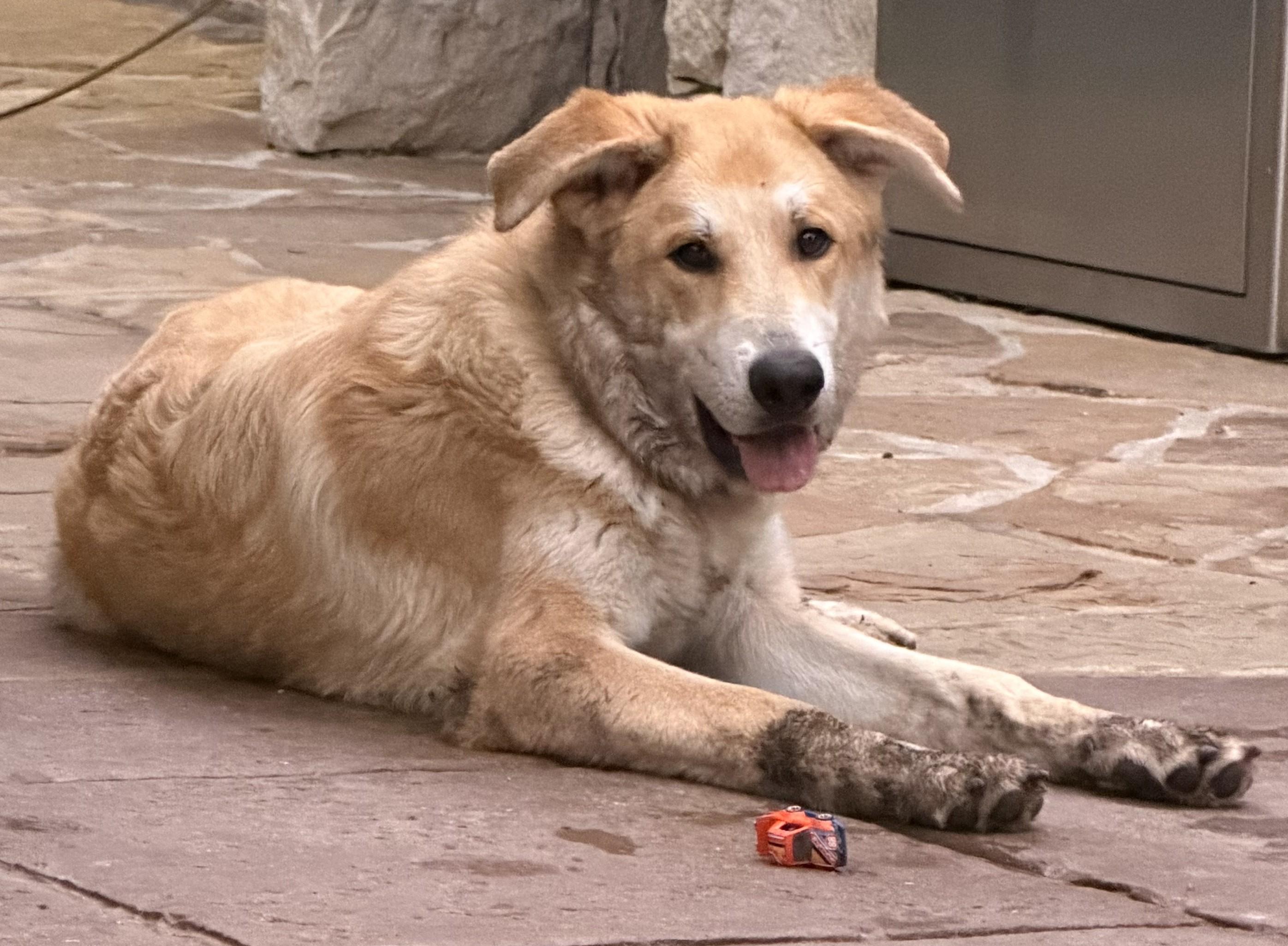 Enlarge Lux, a Adoptable mixed breed in Denton, TX image 3/5