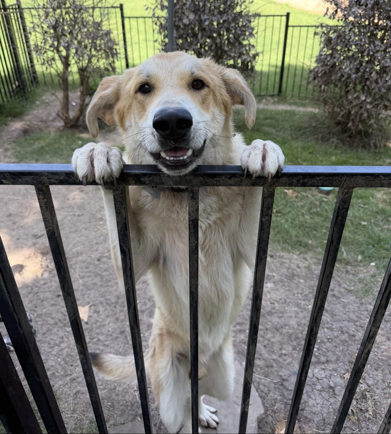 Lux, Adoptable, Young Male Great Pyrenees.
