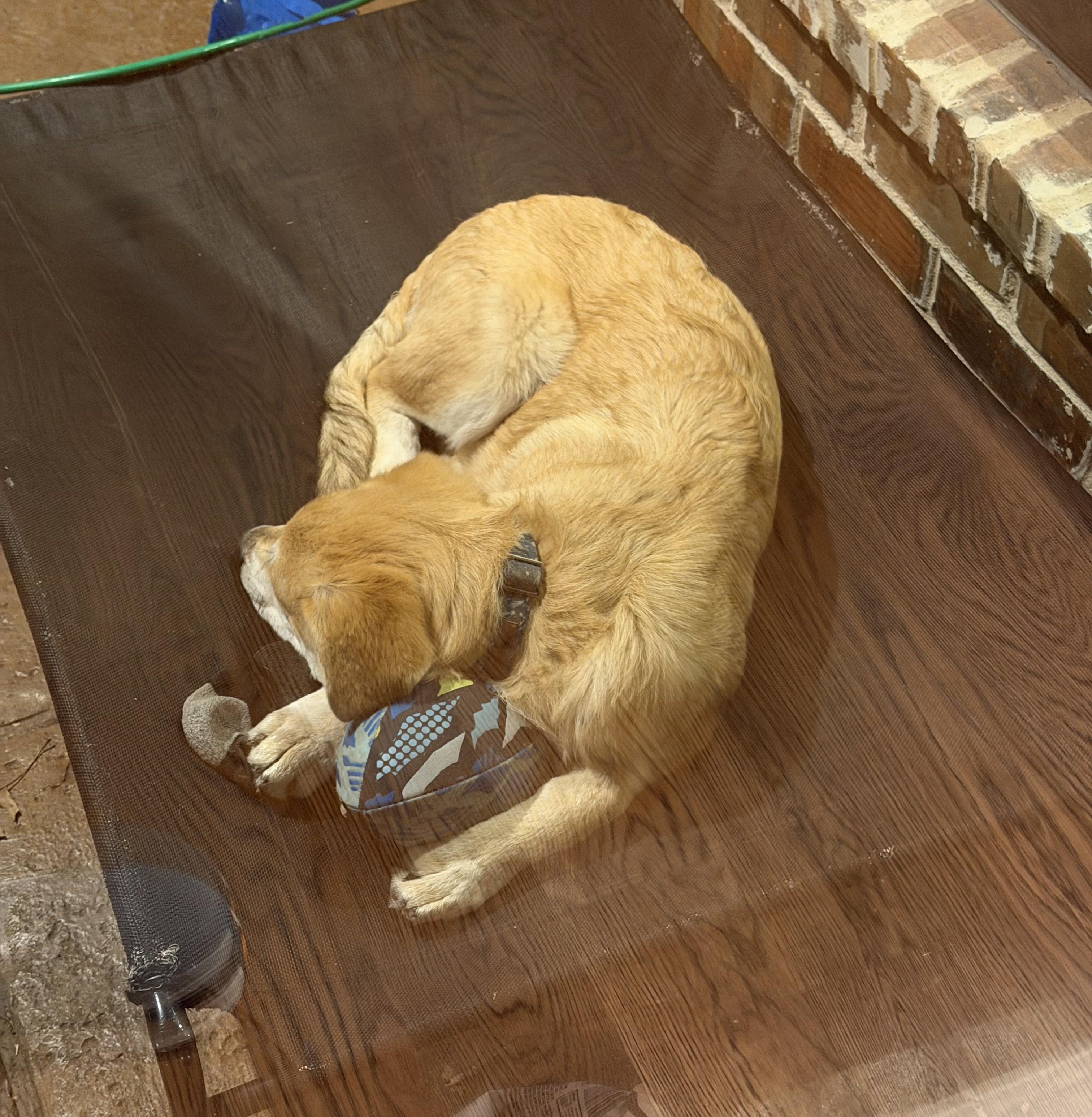 Enlarge Lux, a Adoptable mixed breed in Denton, TX image 5/5