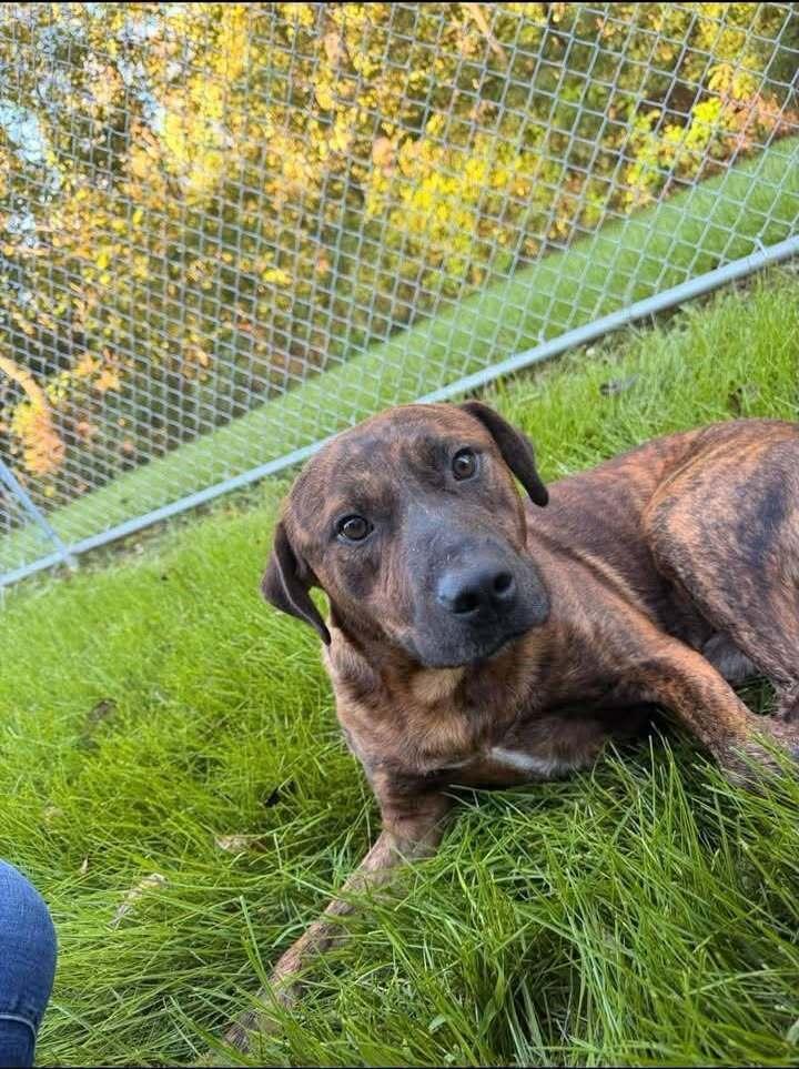 Buddy, Adoptable, Adult Male Mixed Breed.