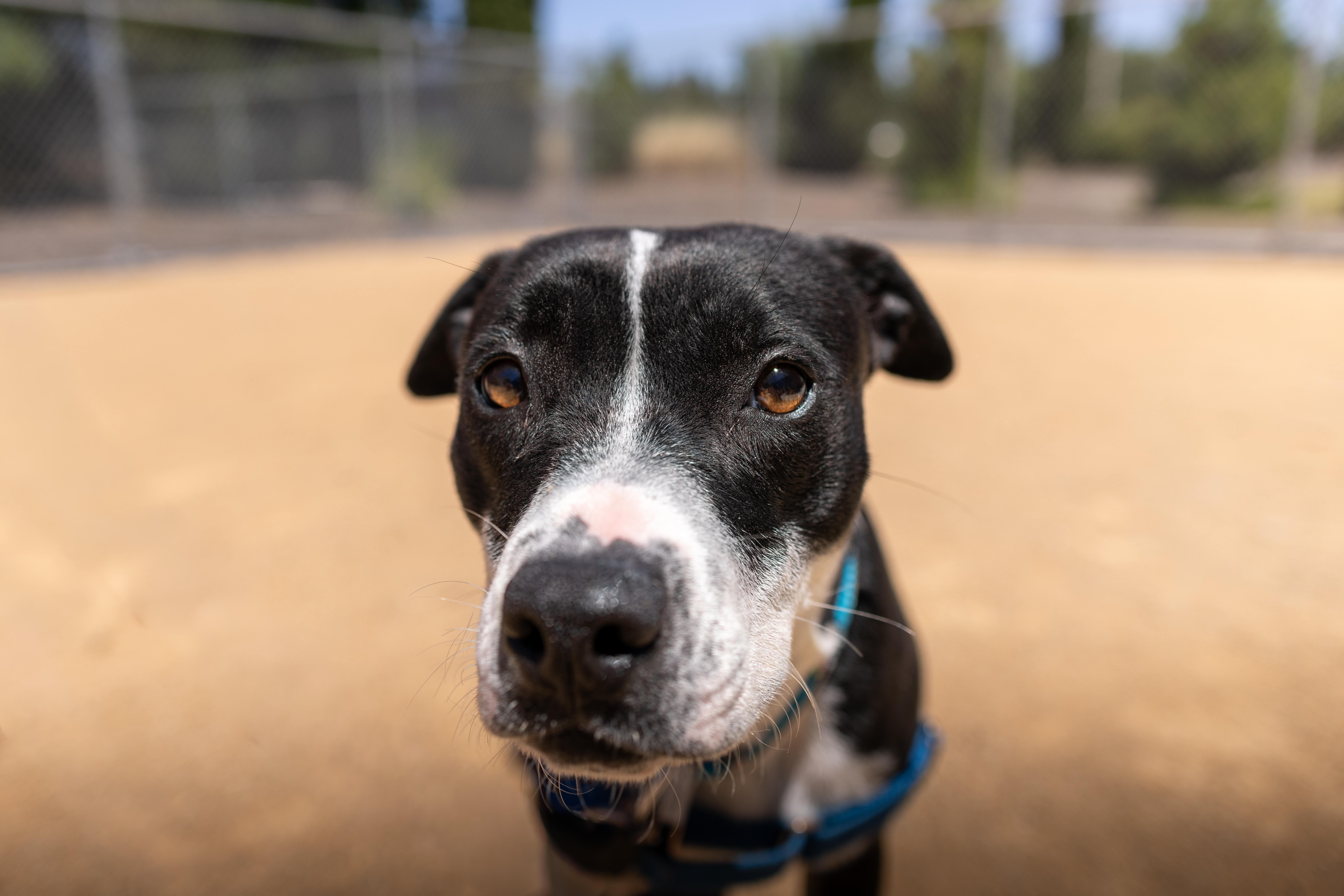 Buttercup, Adoptable, Young Female Pit Bull Terrier & Australian Cattle Dog / Blue Heeler.