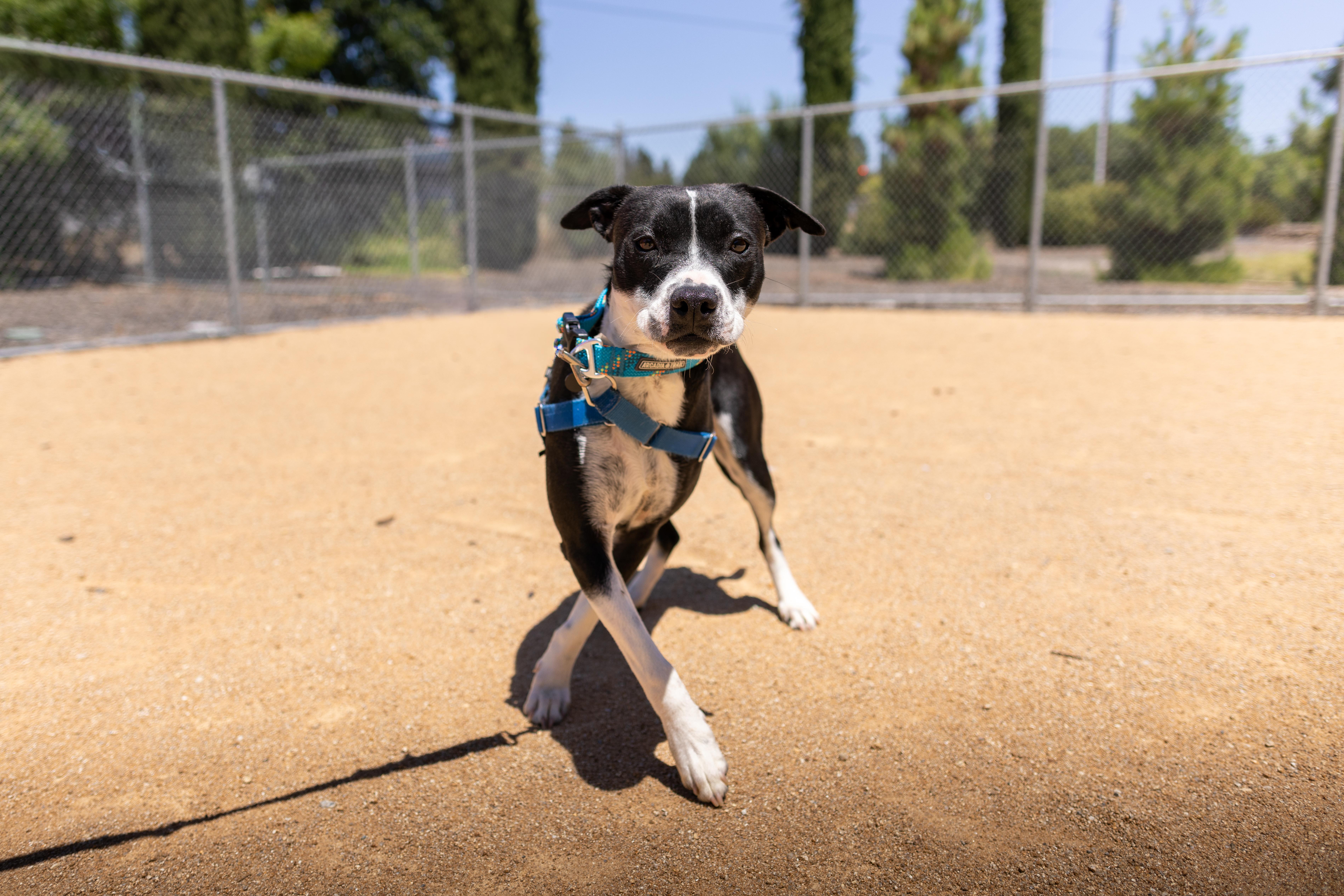 Buttercup, a Adoptable mixed breed in Chico, CA image 2/5