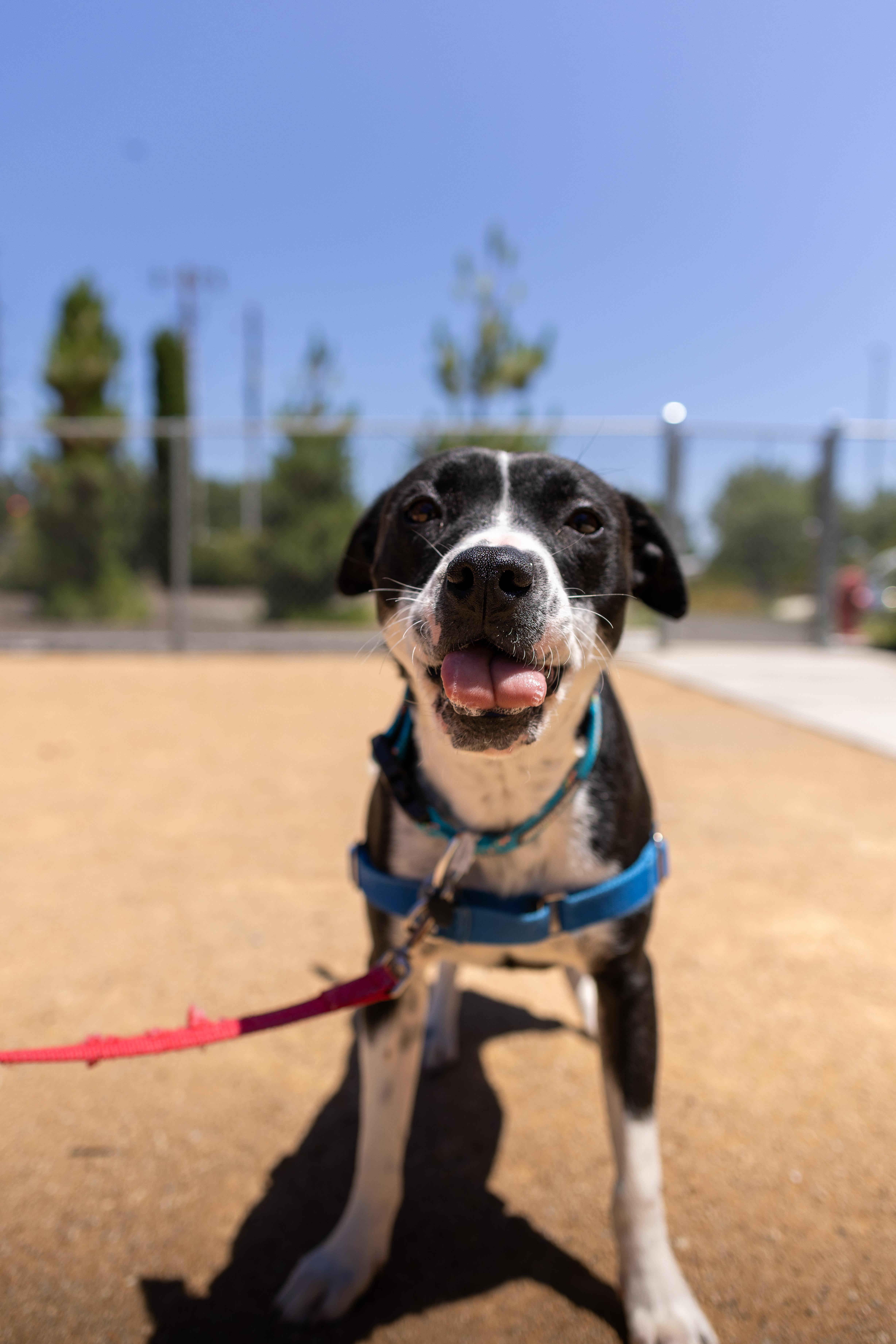 Buttercup, a Adoptable mixed breed in Chico, CA image 3/5