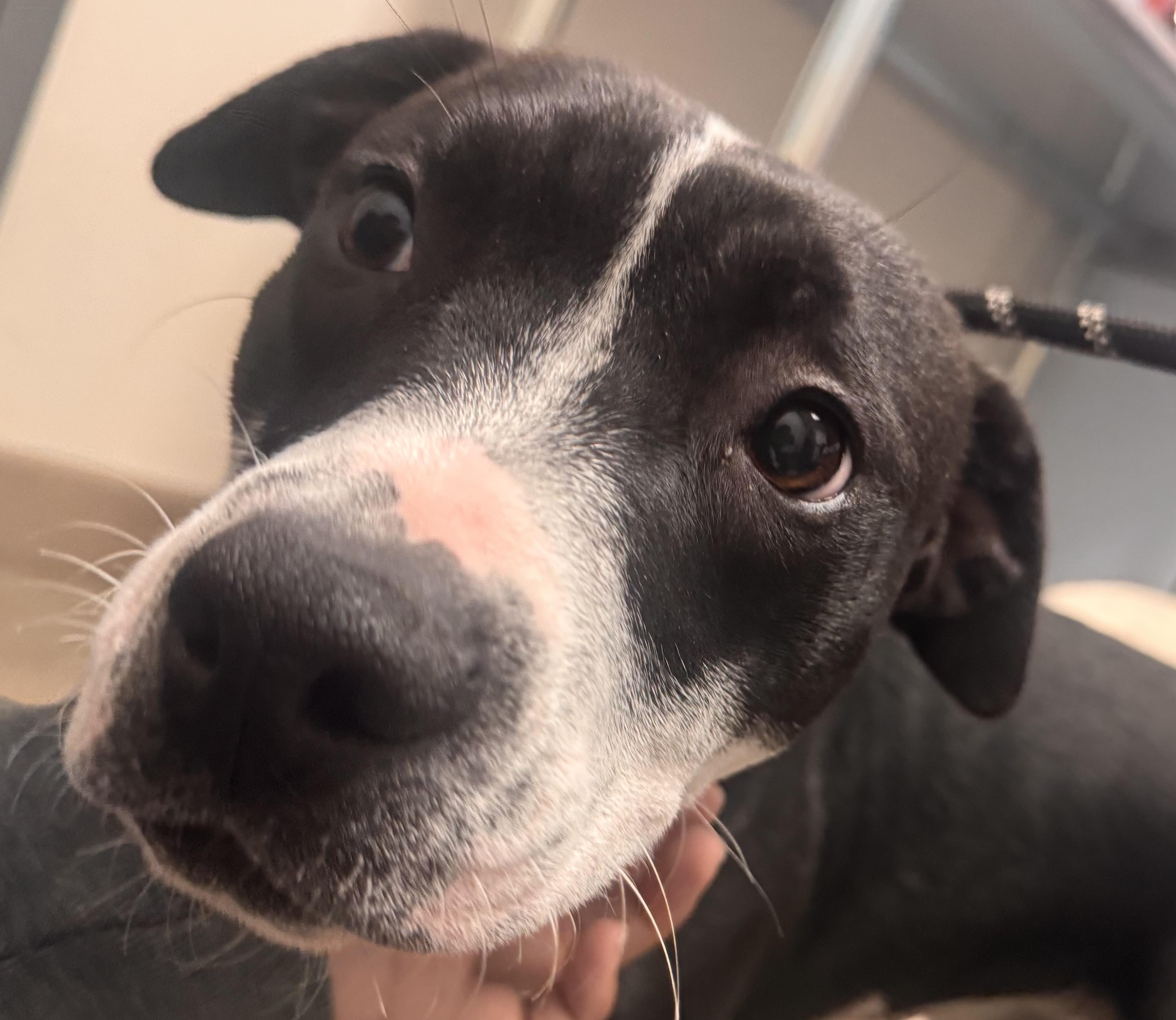 Buttercup, a Adoptable mixed breed in Chico, CA image 4/5