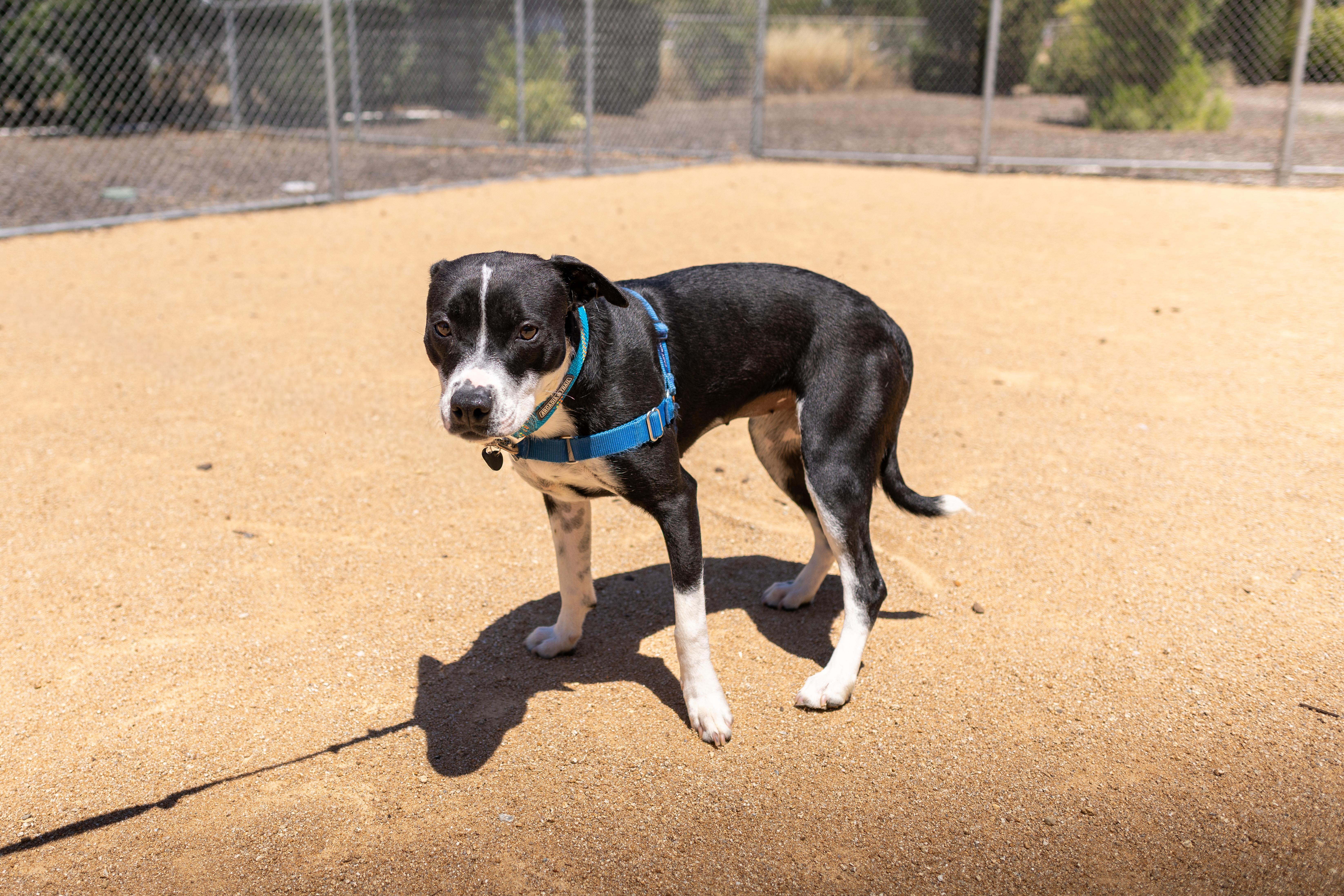 Buttercup, a Adoptable mixed breed in Chico, CA image 5/5