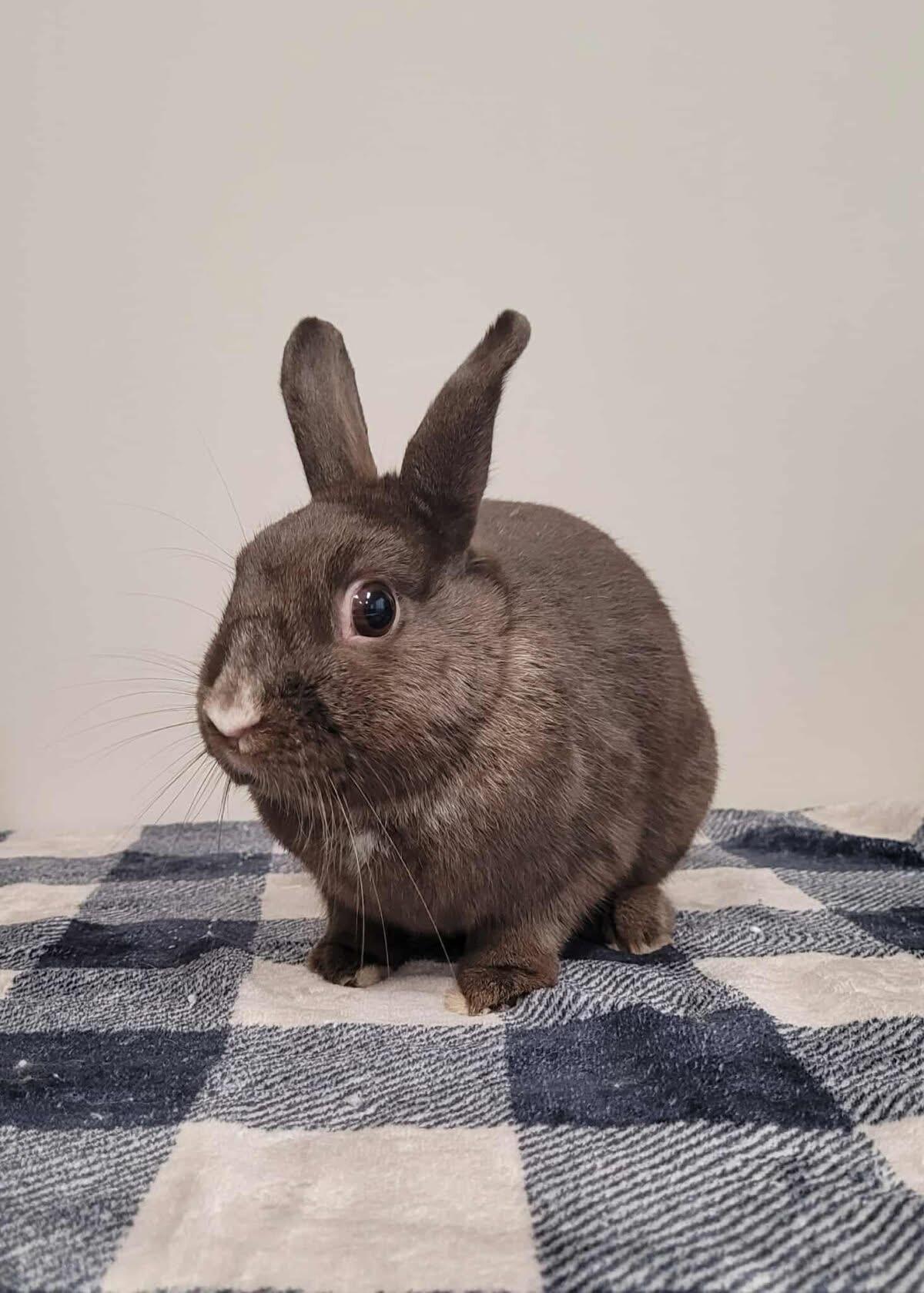 Rocky, ADOPTABLE, Adult Male Bunny Rabbit.