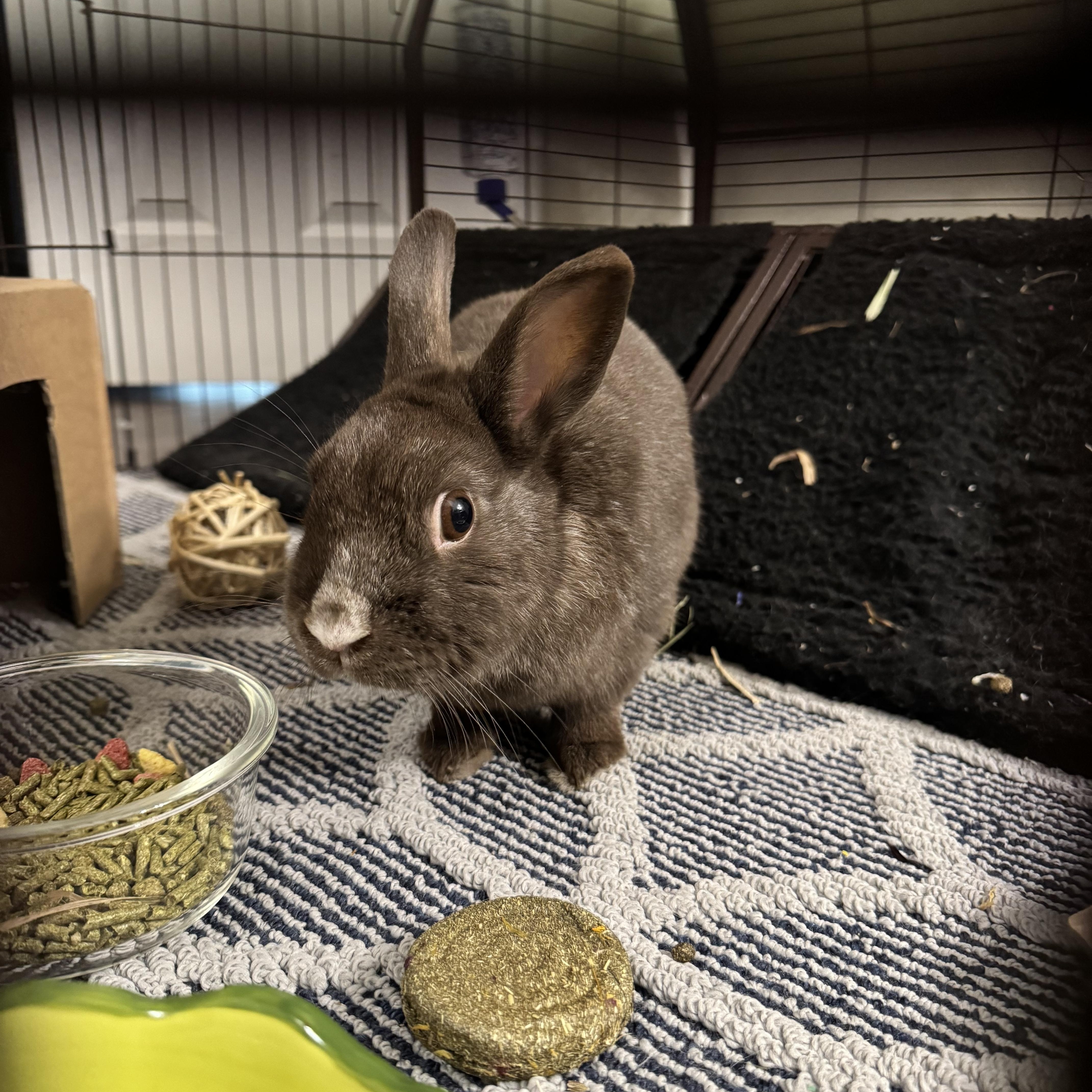 Enlarge Rocky, a ADOPTABLE Bunny Rabbit in Everett, ON image 4/6