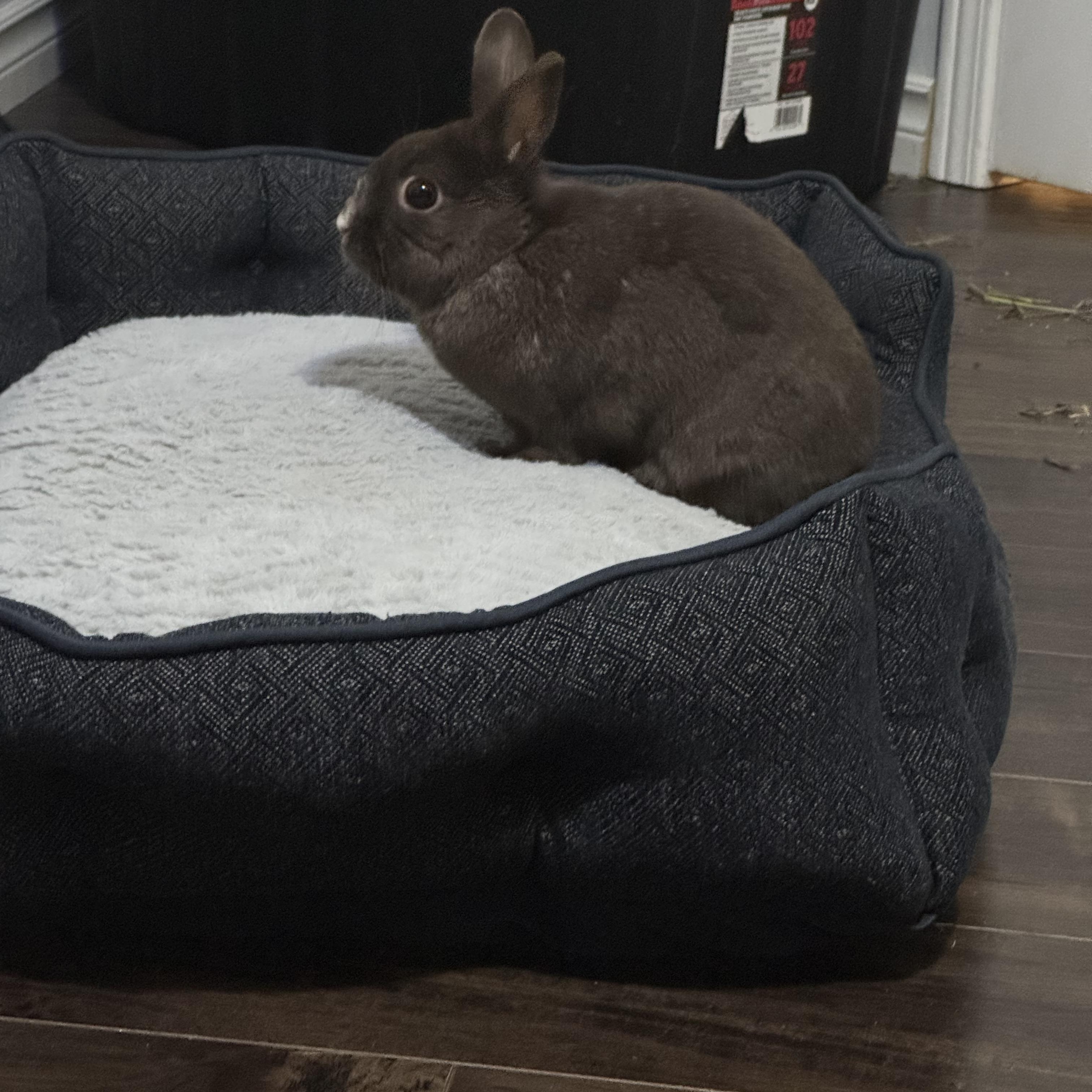Enlarge Rocky, a ADOPTABLE Bunny Rabbit in Everett, ON image 2/6