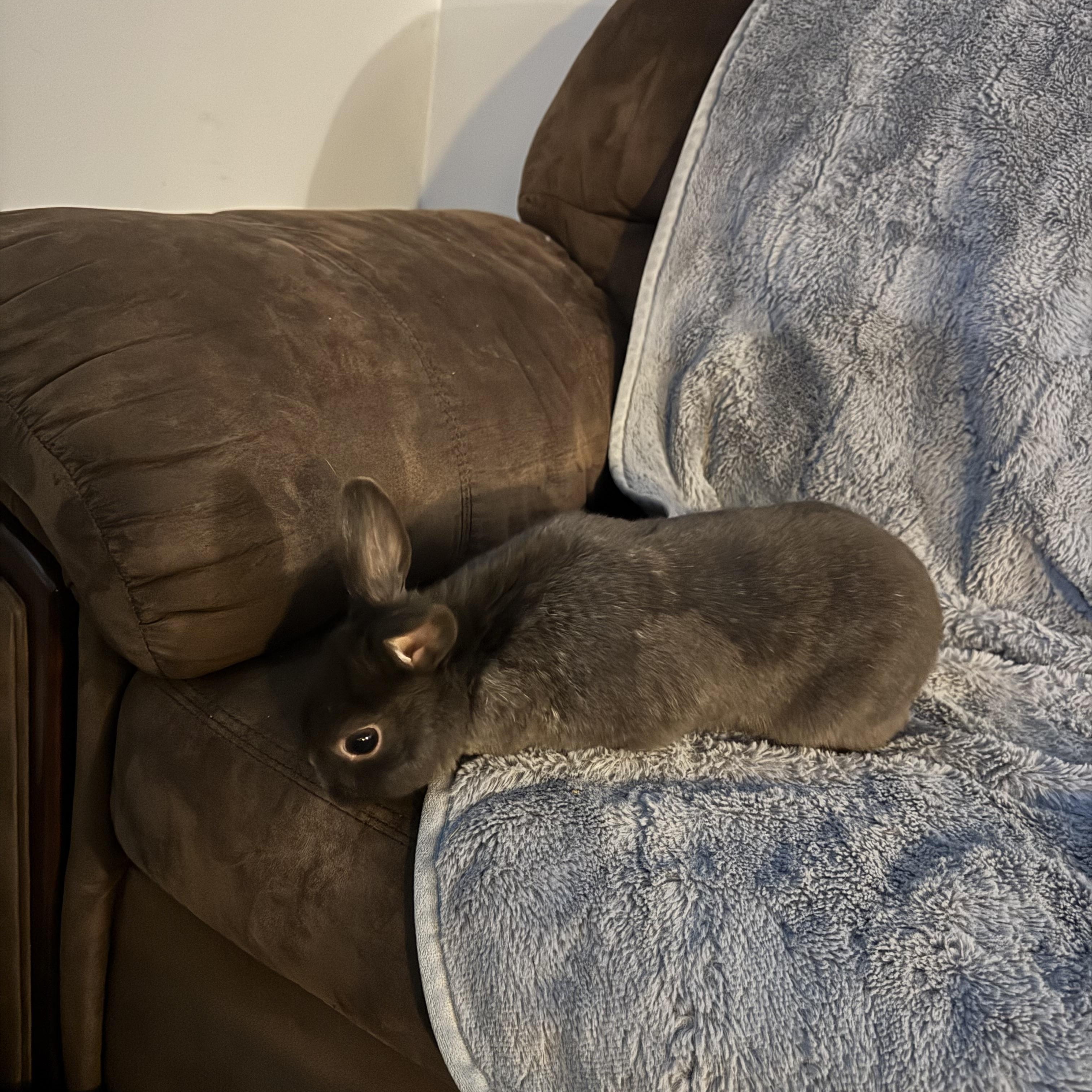 Enlarge Rocky, a ADOPTABLE Bunny Rabbit in Everett, ON image 3/6