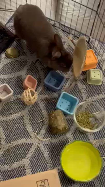 Enlarge Rocky, a ADOPTABLE Bunny Rabbit in Everett, ON video 5/6