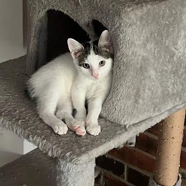 Enlarge Romeo, a Adoptable Domestic Short Hair in South Elgin, IL image 1/1