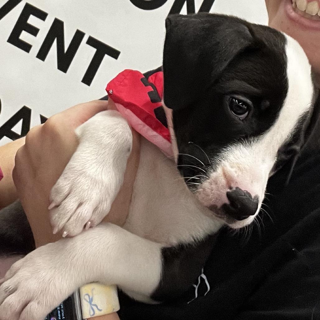 Enlarge Allie, a Adoptable mixed breed in Odenville, AL image 1/2