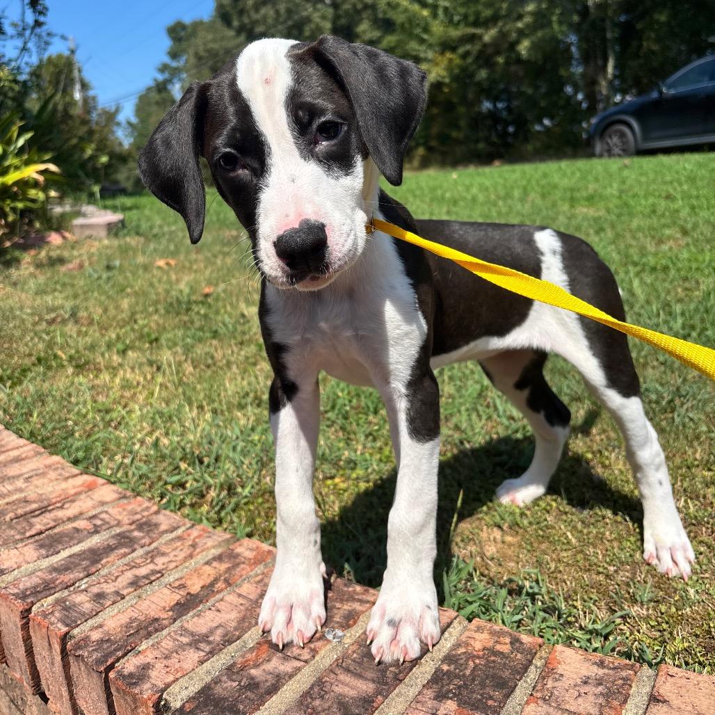 Enlarge Allie, a Adoptable mixed breed in Odenville, AL image 2/2