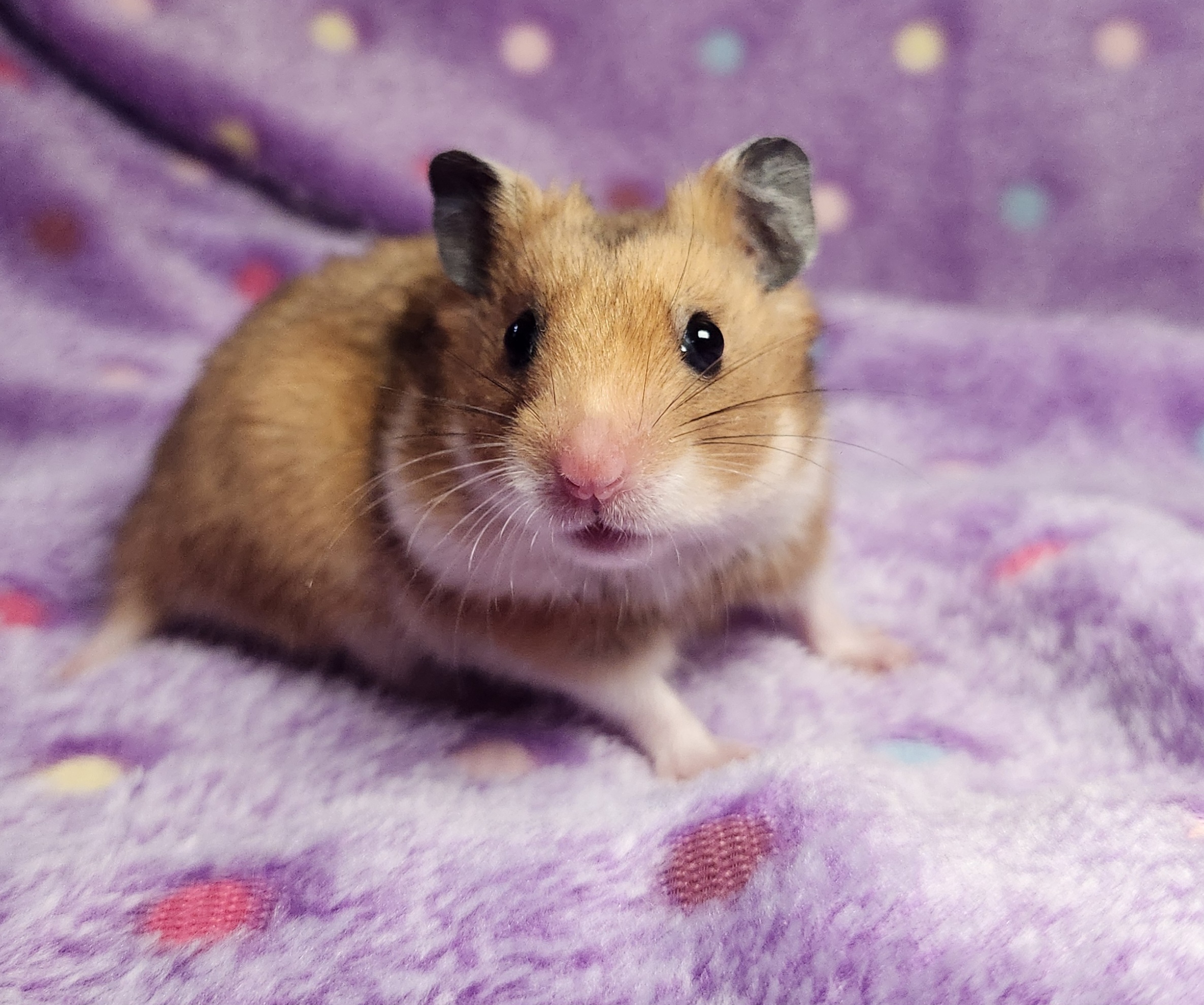 Marigold, Adopted, Baby Female Hamster.