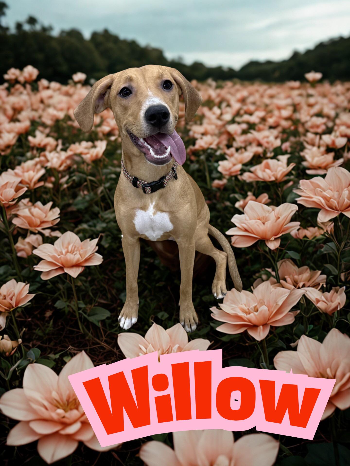 Willow, ADOPTABLE, Young Female Labrador Retriever.