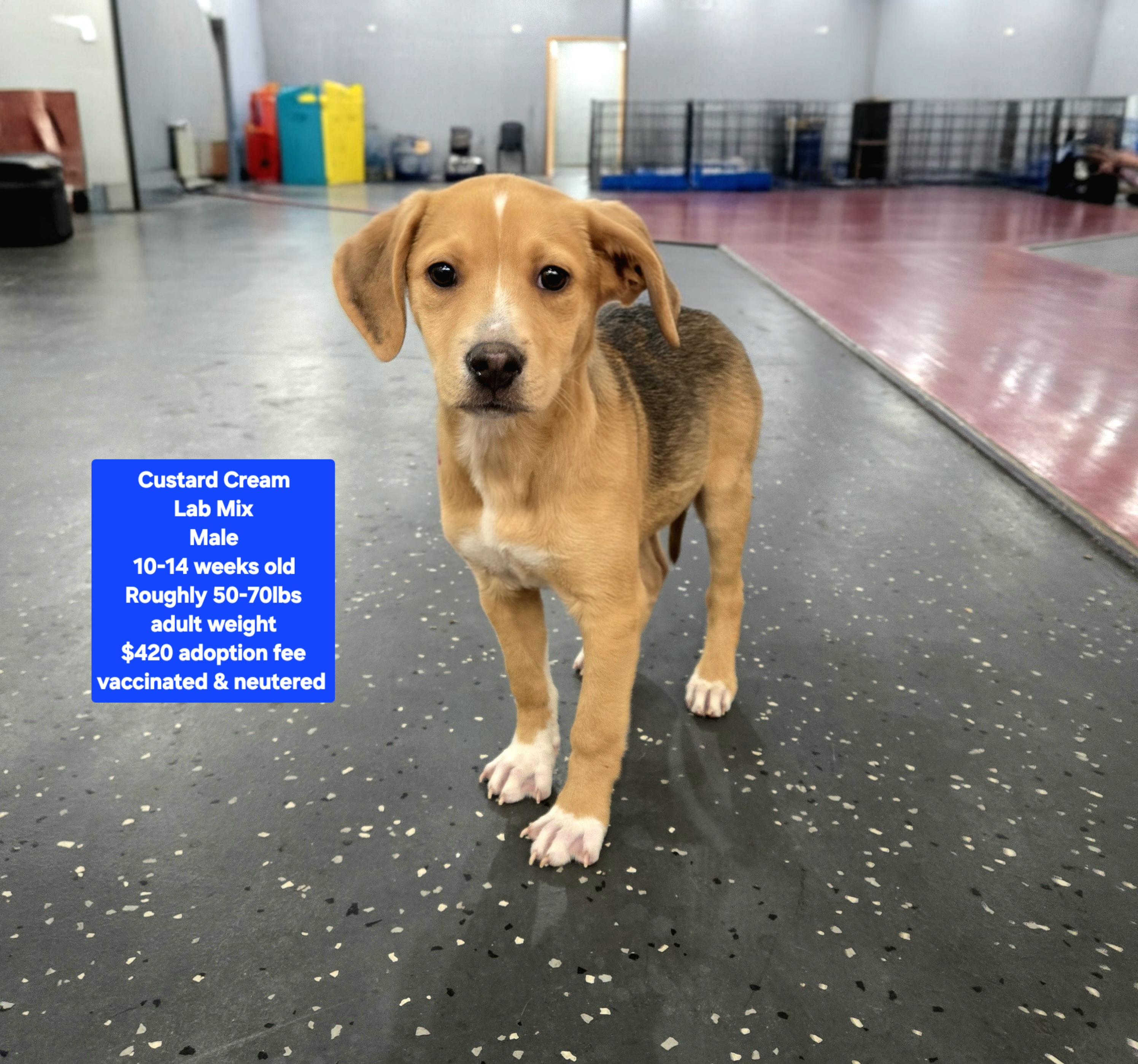 Enlarge Custard Cream, a ADOPTABLE mixed breed in Oviedo, FL image 1/1