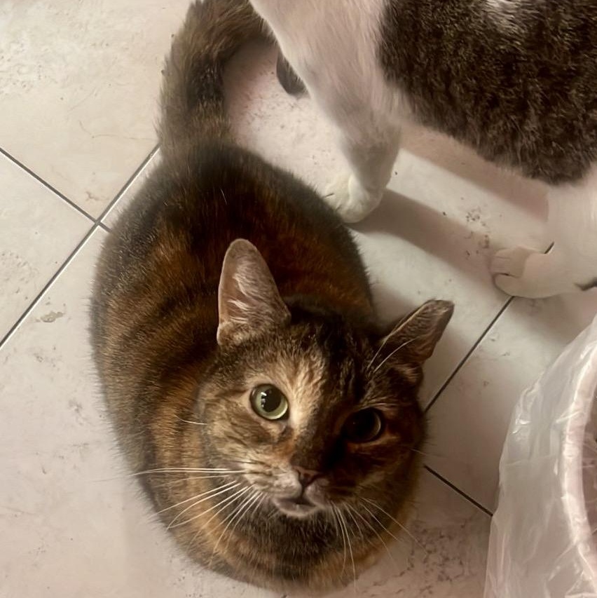 Zoey (Needs Adoption), a Adoptable Calico in Brooklyn, NY image 1/2