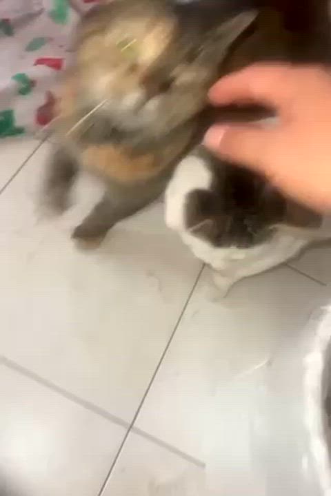 Enlarge Zoey (Needs Adoption), a Adoptable Calico in Brooklyn, NY video 2/2