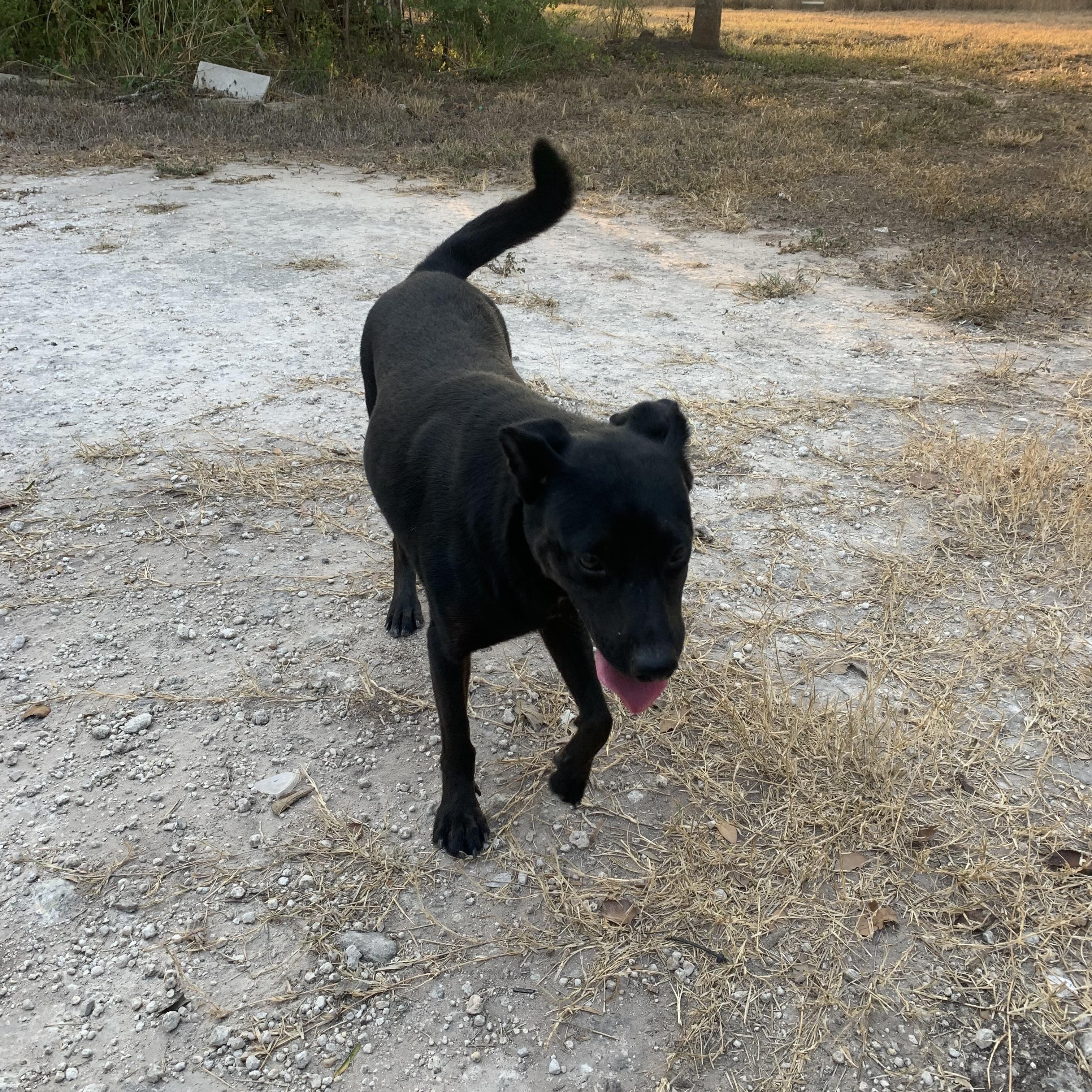 Dora, Adoptable, Adult Female Labrador Retriever.