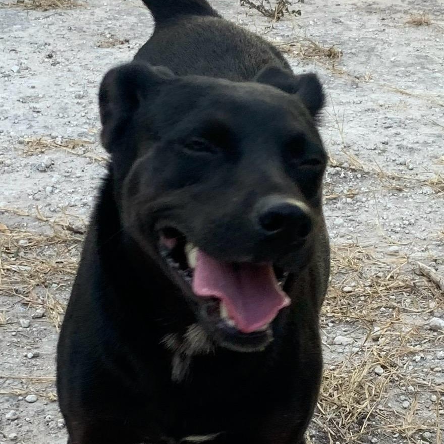 Dora, a Adoptable mixed breed in Beeville, TX image 3/3