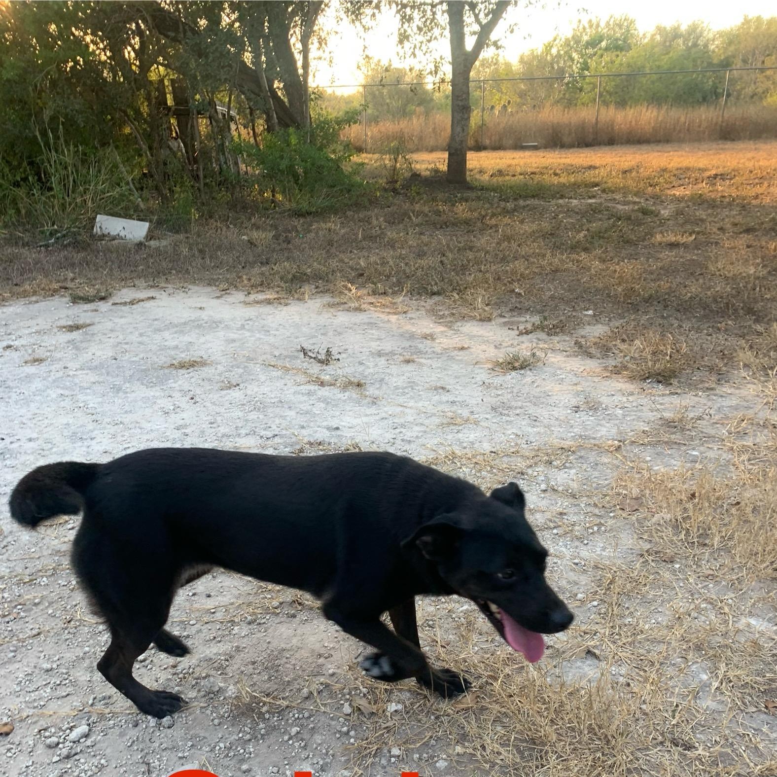 Dora, a Adoptable mixed breed in Beeville, TX image 2/3